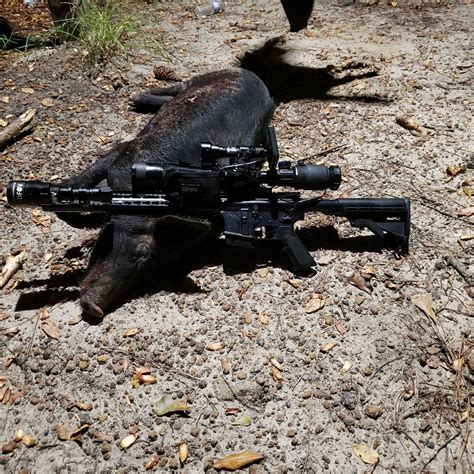 cheap hog hunting guns